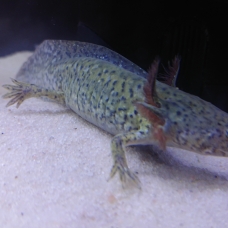 Image pour l'annonce axolotl juvénile couleur sauvage bleu vert