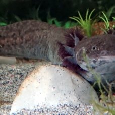 Image pour l'annonce axolotl couleur sauvage femelle