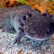 Image pour l'annonce axolotl couleur sauvage femelle