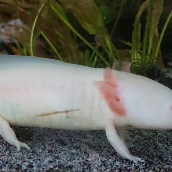 Image pour l'annonce axolotl albinos blanc mâle