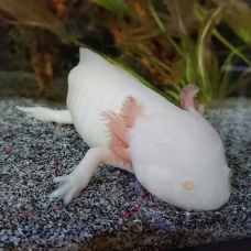 Image pour l'annonce axolotl albinos blanc mâle