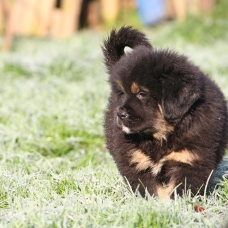 Image pour l'annonce Exceptionnel chiots Dogue du Tibet