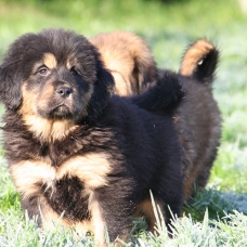 Image pour l'annonce Exceptionnel chiots Dogue du Tibet
