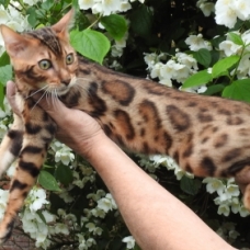 Image pour l'annonce superbes chatons Bengal LOOF , provenant de belle lignée Française : ELITE BENGAL ET LEOCATS BENGAL.