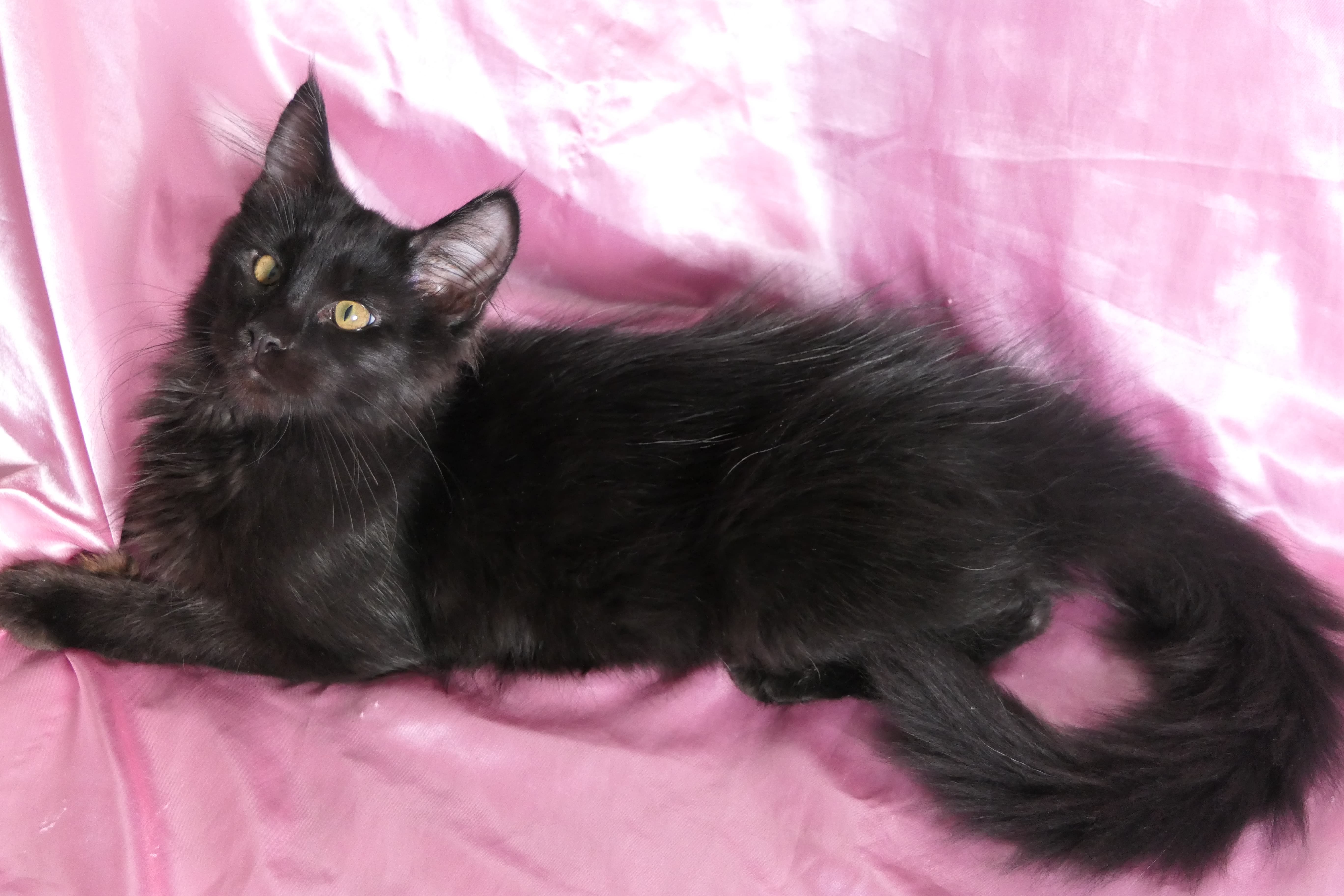 Superbe femelle maine coon noire Hérault