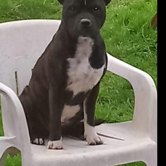 Image pour l'annonce staffordshire bull terrier lof staffy