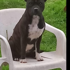 Image pour l'annonce staffordshire bull terrier lof staffy