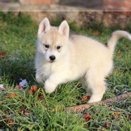 Image pour l'annonce Chiots husky sibérien non lof.