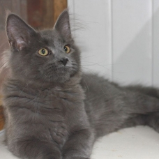 Image pour l'annonce Magnifiques chatons Maine Coon