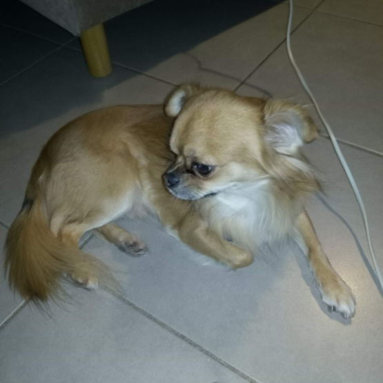 Image pour l'annonce Propose à la SAILLIE, joli Chihuahua