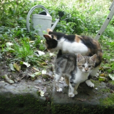 Image pour l'annonce Donne deux chatons mâles