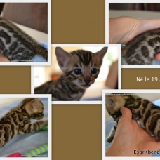 Image pour l'annonce Chaton bengal LOOF