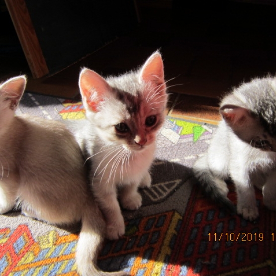 Image pour l'annonce Chatons  type Burmilla à adopter