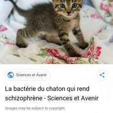 Image pour l'annonce demande don d un chaton