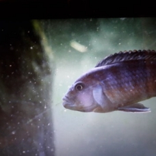 Image pour l'annonce donne poissons car non adaptés a mon acquarium