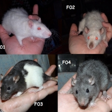 Image pour l'annonce Bébés rats mâles et femelles à adopter