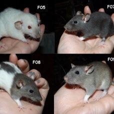 Image pour l'annonce Bébés rats mâles et femelles à adopter