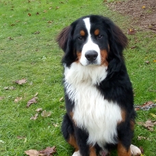 Image pour l'annonce Bouvier Bernois Male 8 Mois 1000 Euros