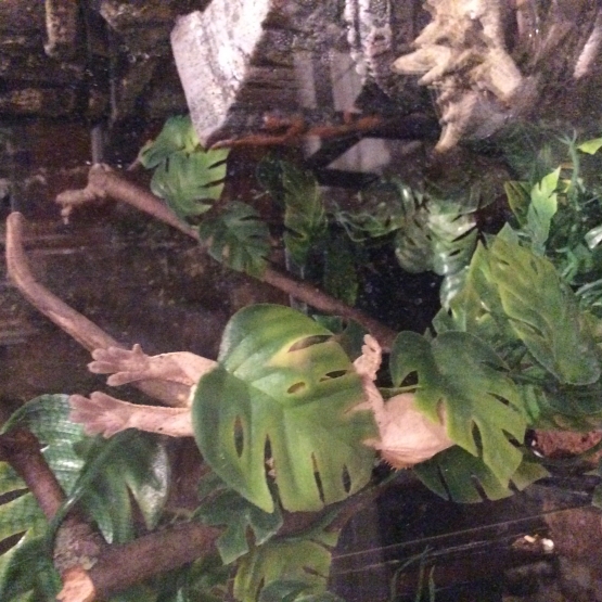 Image pour l'annonce Deux geckos couple
