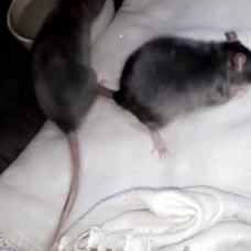 Image pour l'annonce Vends, deux petites rates grise