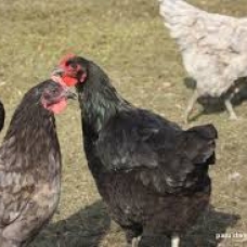 Image pour l'annonce Oeufs de poules Géantes de jersey fécondés à couver