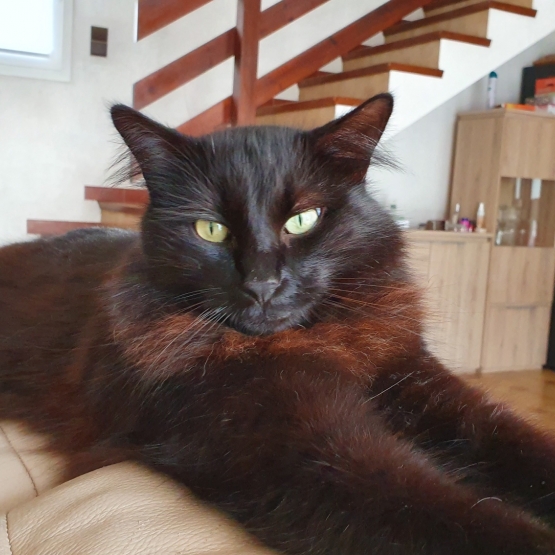 Image pour l'annonce Donne chat mâle noir angora