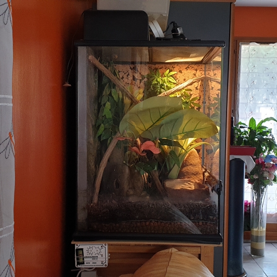 Image pour l'annonce Vends Terrarium Exo Terra 45x45x60 cm pour reptiles idéal pour commencer avec des Anolis Carolinensis