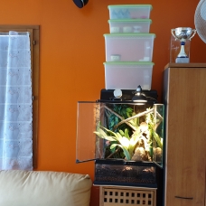 Image pour l'annonce Vends Terrarium Exo Terra 45x45x60 cm pour reptiles idéal pour commencer avec des Anolis Carolinensis