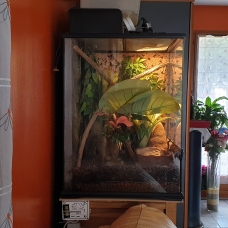 Image pour l'annonce Vends Terrarium Exo Terra 45x45x60 cm pour reptiles idéal pour commencer avec des Anolis Carolinensis