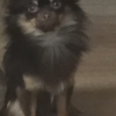 Image pour l'annonce Chihuahua mâle