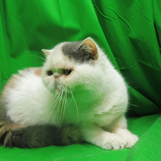 Image pour l'annonce chatte exotic shorthair  calico diluée loof