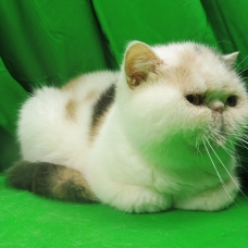 Image pour l'annonce chatte exotic shorthair  calico diluée loof