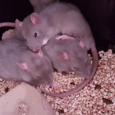 Image pour l'annonce Vends 7 rats Mâles sevrés