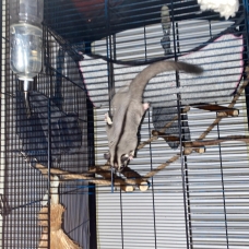 Image pour l'annonce vends  deux phalangers volants mâles