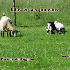 Image pour l'annonce Chèvres mini naines sans corne  de race motte
