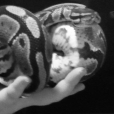 Image pour l'annonce Vends femelle python régius