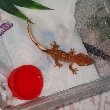 Image pour l'annonce Vend gecko a crete juveniles