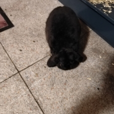 Image pour l'annonce vend lapin bélier noir