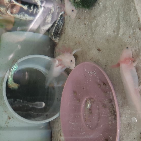 Image pour l'annonce Axolotls