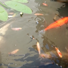 Image pour l'annonce Donne bébés poissons rouges / shubukins / comètes