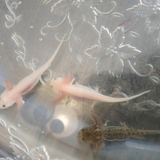 Image pour l'annonce Axolotl juvénile