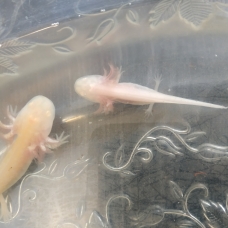 Image pour l'annonce Axolotl juvénile