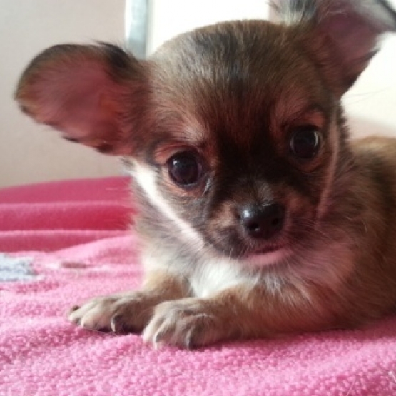 Image pour l'annonce Adorable Chiot Chihuahua non Lof à donner