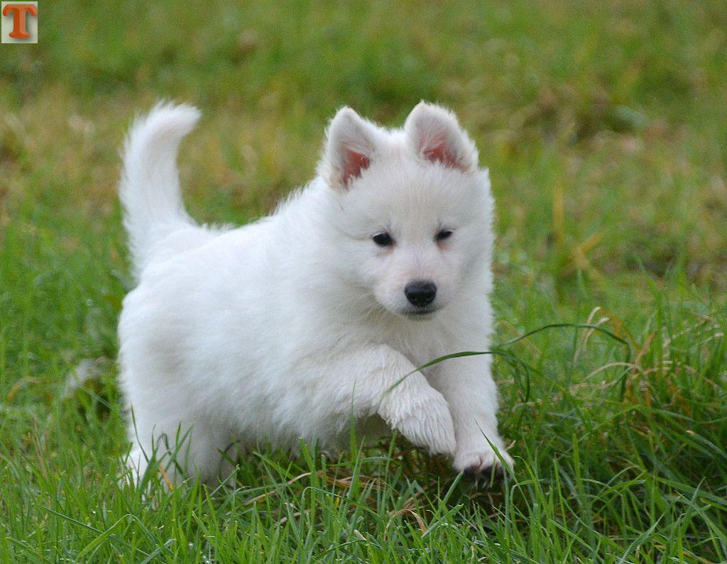 Berger Blanc Suisse A Donner