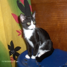 Image pour l'annonce Jolis chatons à adopter sur Marseille