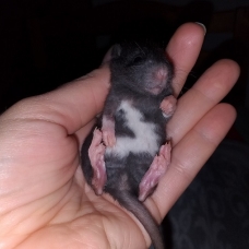 Image pour l'annonce Bébés et jeunes rats mâles femelles à adopter