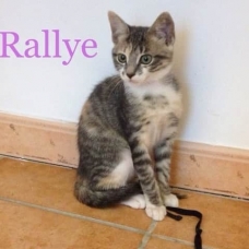 Image pour l'annonce Rallye, chaton, femelle, type Européen, NON LOF