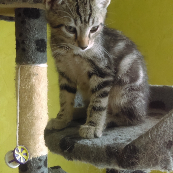 Image pour l'annonce A adopter 4 chatons