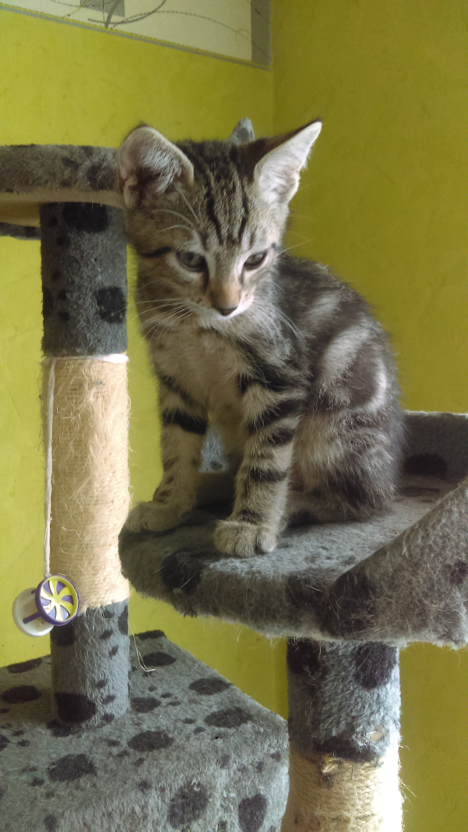 A adopter 4 chatons Rhône (69) - GRATUIT sur Animoz.net