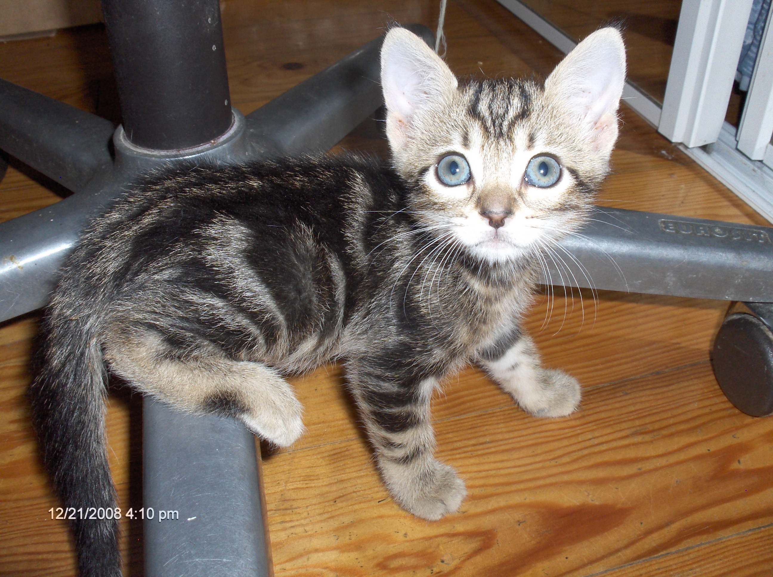 Chatons à adopter sur Marseille BouchesduRhône (13) GRATUIT sur